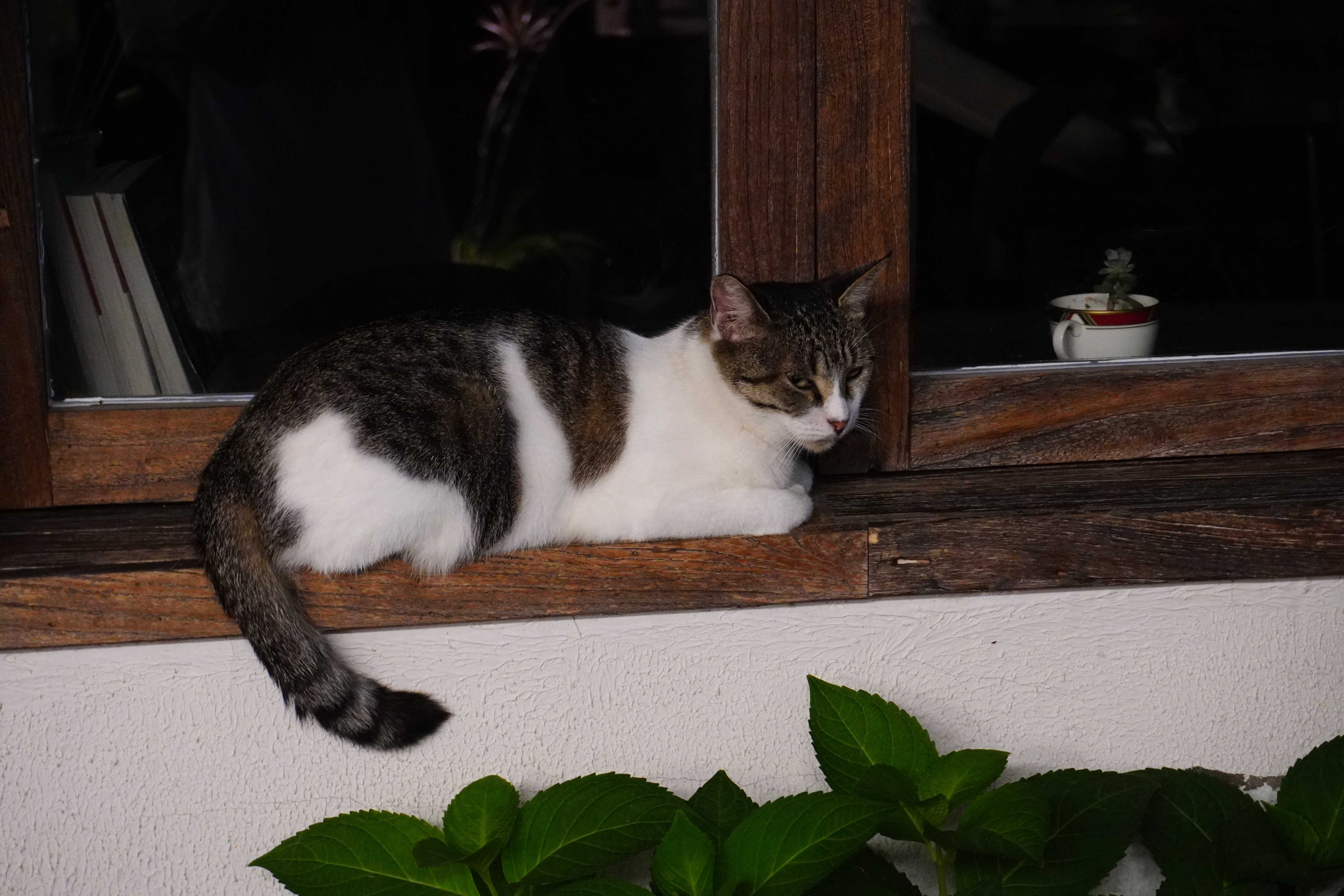 凝视你的猫